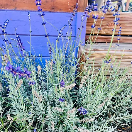 Lavendel Kemping