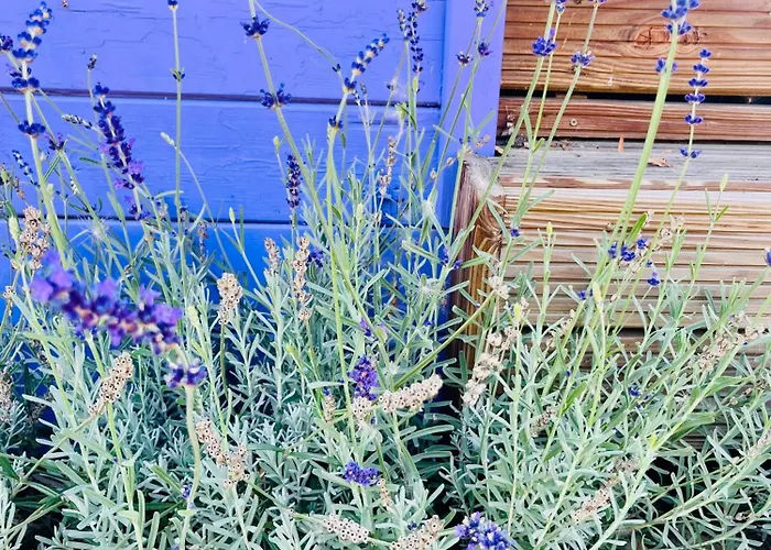 Lavendel Кемпинг